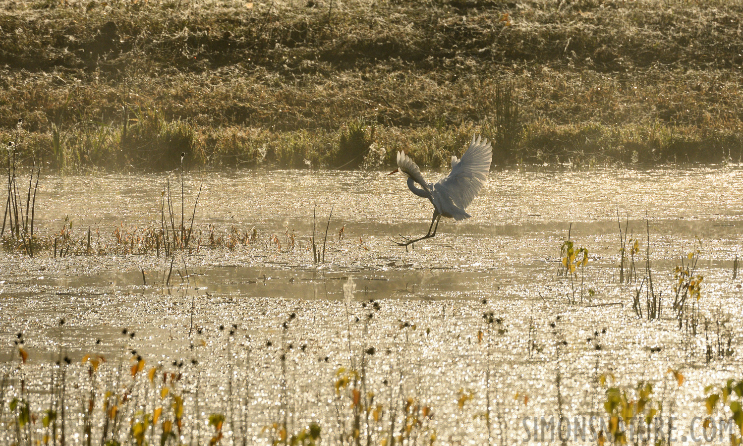 Ardea alba egretta [400 mm, 1/8000 sec at f / 8.0, ISO 1250]